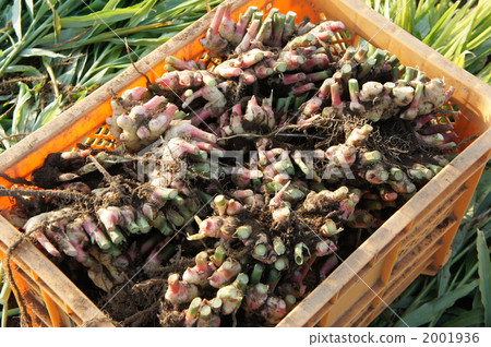 Ginger ... Before filling ② Ginger ... Before filling ② 2001936