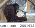 猩猩 陸生動物 猴子 2001938