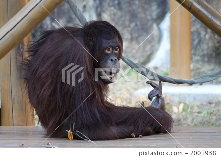 猩猩 陸生動物 猴子 2001938