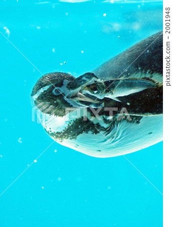 The moment the penguins eat fish The moment the penguins eat fish 2001948