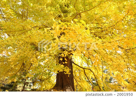 Great ginkgo in Hirosaki Park 2001950
