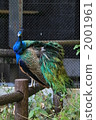 孔雀 鳥兒 鳥 2001961
