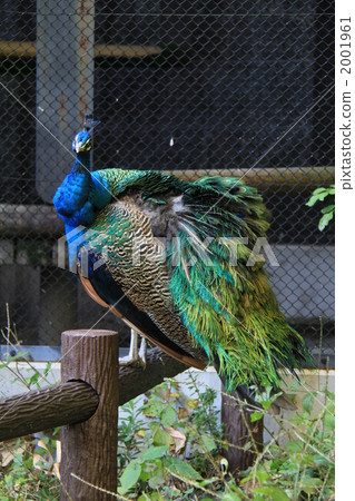孔雀 鳥兒 鳥 2001961
