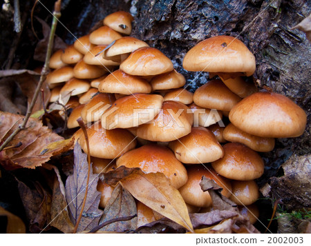 Natural Namesko 2002003