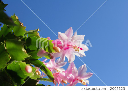 Pink Flower, christmas cactus, denmark cactus 2002123