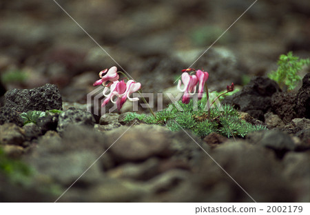 At Komakusa Akita Komagatake 2002179