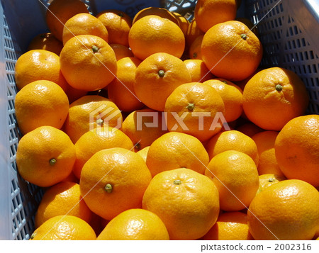 Early-maturing oranges 2002316