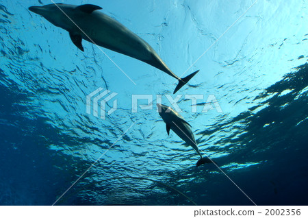sea animals, dolphin, dolphins 2002356