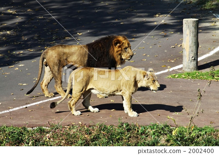 terrestrial animal, lion, panthera leo 2002400