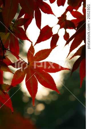 Maple  2002801