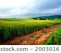 Biei wheat field 2003016