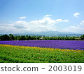 Furano lavender field 2 2003019