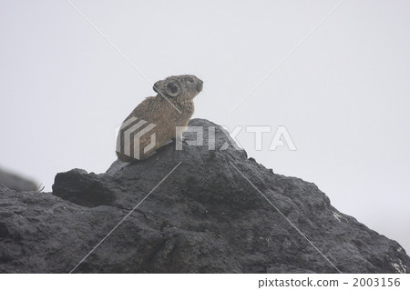 Pussy in the fog 2003156