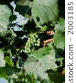 Grape for wine 2003185