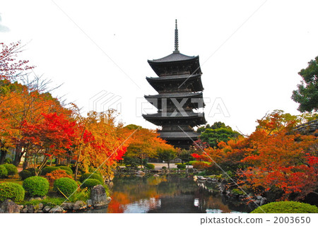 "Five-storied pagoda" (Toji temple / Minami-ku, Kyoto shi) of Toza of the autumn (Kawokuji temple) 2003650