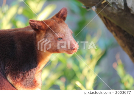 goodfellow's tree-kangaroo, kangaroo, kangaroos 2003677
