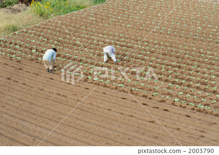 Farm work 2003790