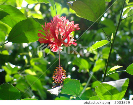 Tropical Flower Spruce Boistero / Family Family 09 Tropical Flower Spruce Boistero / Family Family 09 2003829