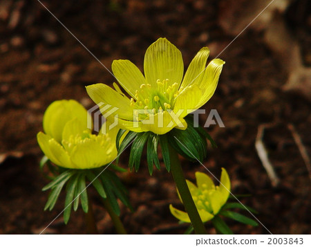 4月Kibana Seven和蝴蝶部門17 2003843