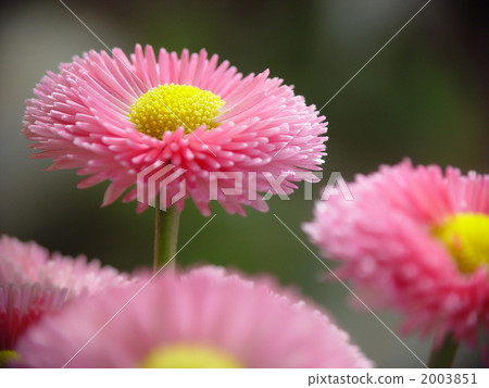 四月黛西·菊科02 四月黛西·菊科02 2003851