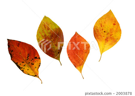 切出山茱萸死葉 2003878