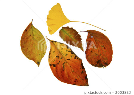 Cut out of yellow leaves of ginkgo biloba, dogwood, rhubarb, 2003883
