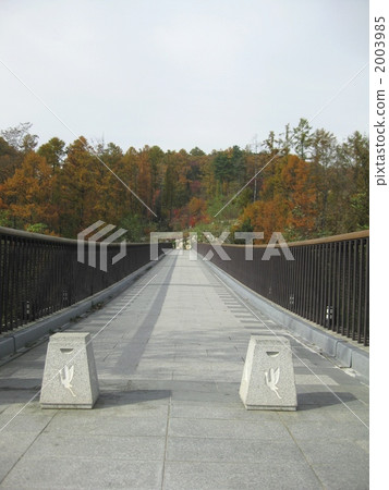 Forest bridge Forest bridge 2003985