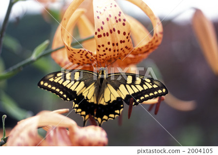 40677百合花和燕尾蝶 2004105