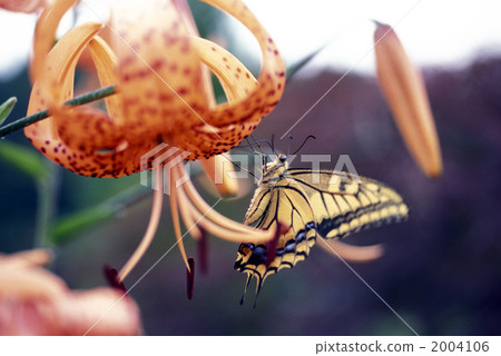 40678百合花和燕尾蝶 2004106