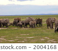 Kenya African elephant family 2004168