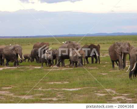 Kenya African elephant family Kenya African elephant family 2004168