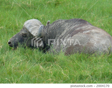 African Buffalo like Tanzania Aunt African Buffalo like Tanzania Aunt 2004170