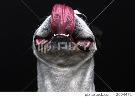 吐著舌頭 吐著舌頭 2004471