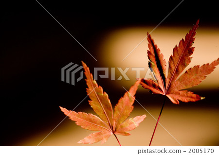 楓樹 紅楓 楓葉 2005170