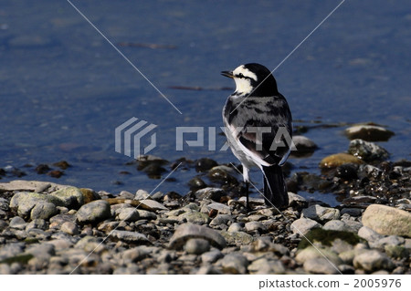 Sekirei盯著遠方 Sekirei盯著遠方 2005976