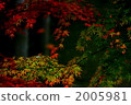 秋葉的顏色 2005981