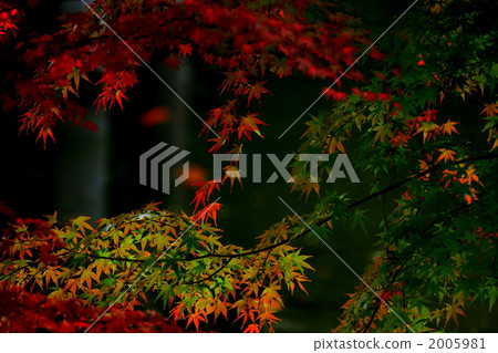Autumn leaves color 2005981