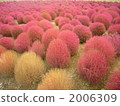 Hokitachi Beach Park's Kokia Hill 2006309