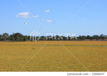 澳大利亞·羅克漢普頓·默里潟湖 2006647