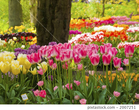 Tulip Dutch colorful flower bed 2007251