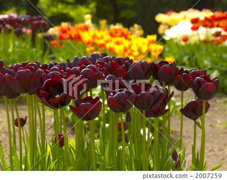 Tulip Dutch colorful flower bed Tulip Dutch colorful flower bed 2007259