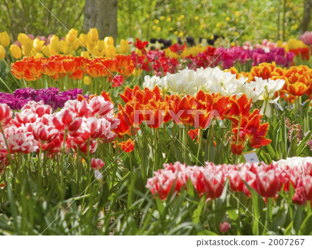 Tulip Dutch colorful flower bed 2007267