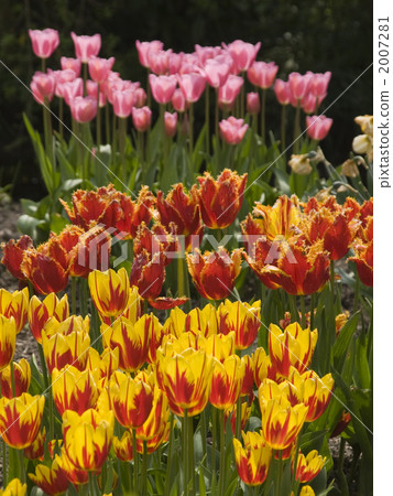 鬱金香荷蘭語五顏六色的花床 2007281