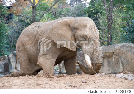非洲象 大象 動物 2008170