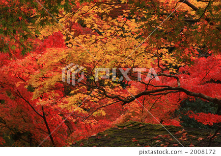 Autumn leaves of Kyoto (Kaohsiung) 2008172
