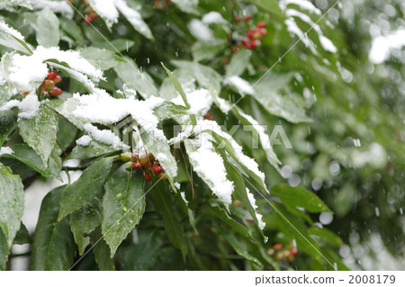 snowfall, snowfalls, roadside trees 2008179