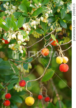 草莓樹 2008413
