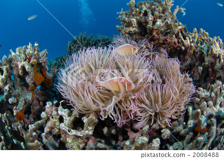 Hanabira銀蓮花魚 Hanabira銀蓮花魚 2008488