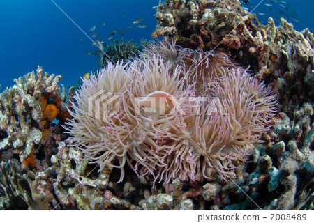 Hanabira Anemone fish 2008489