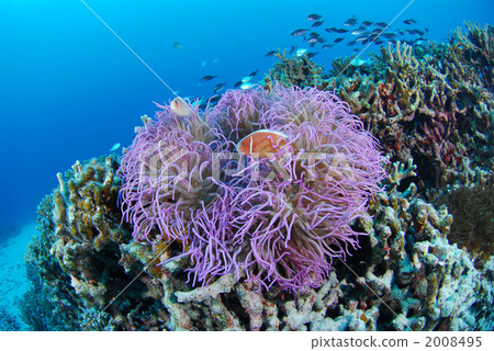 Hanabira Anemone fish 2008495